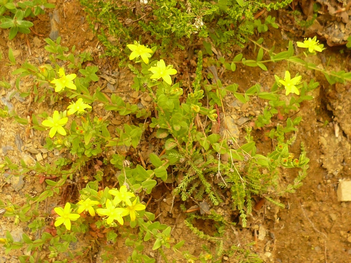 Hypericum humifusum (Hypericaceae)